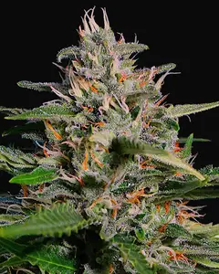 Auto Pineapple Express