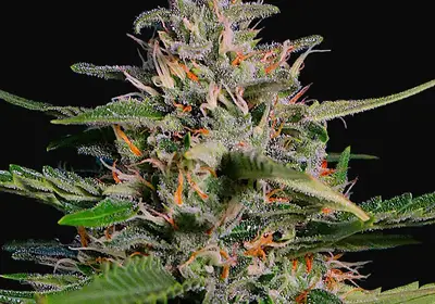 Auto Pineapple Express