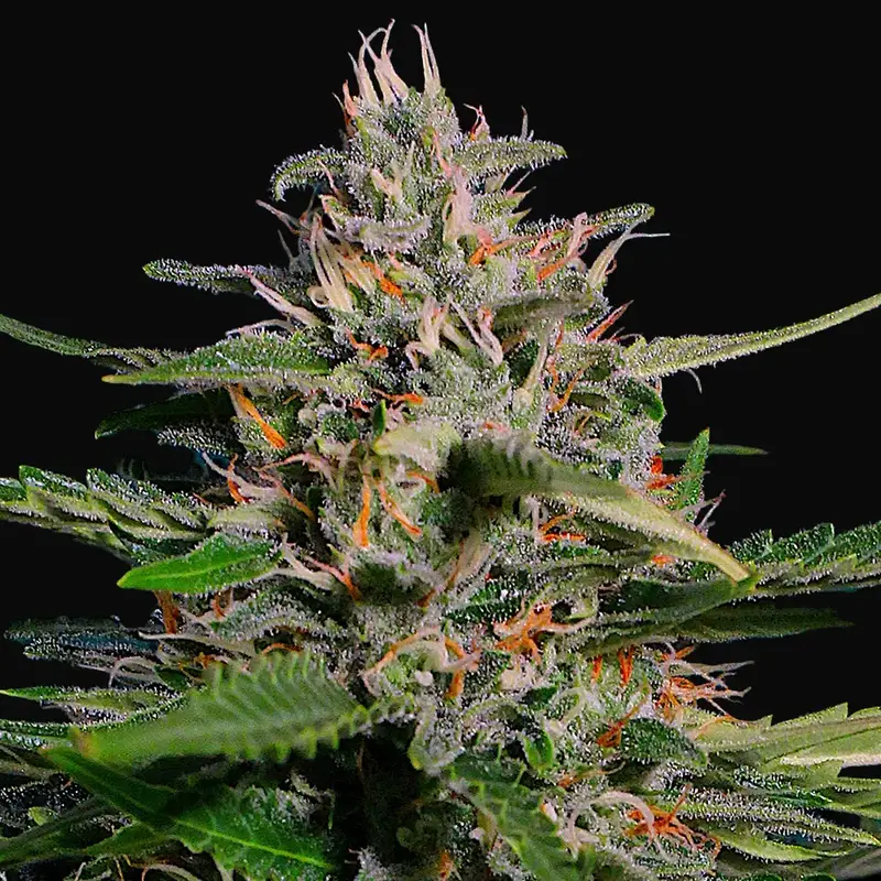 Auto Pineapple Express
