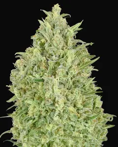 Auto Pineapple Glue