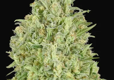 Auto Pineapple Glue