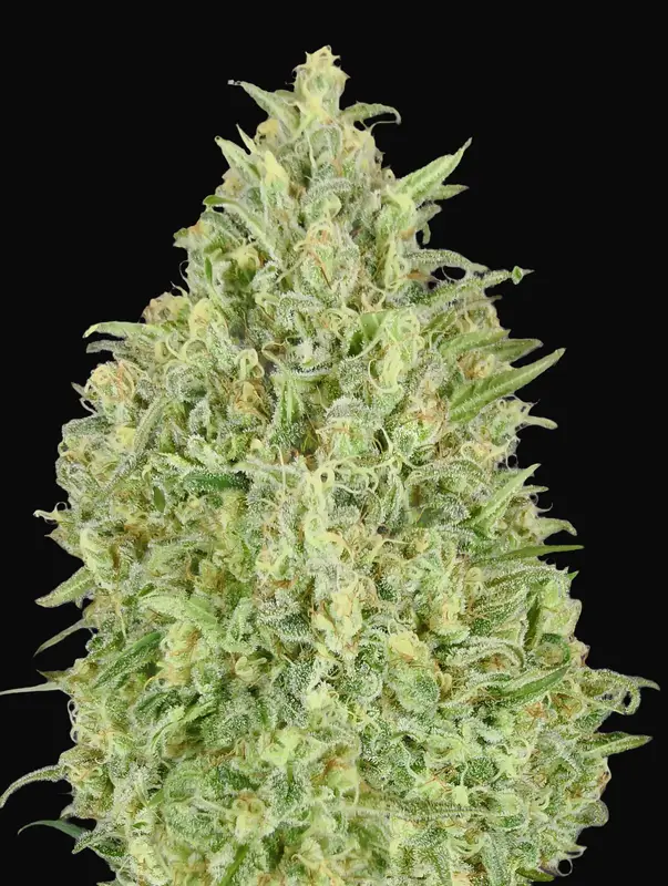 Auto Pineapple Glue