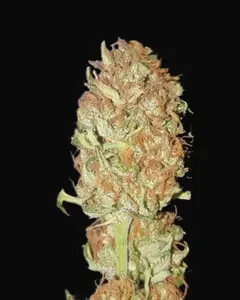 Auto Psychedelic