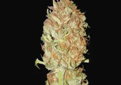 Auto Psychedelic