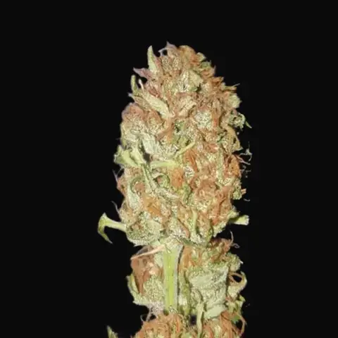 Auto Psychedelic