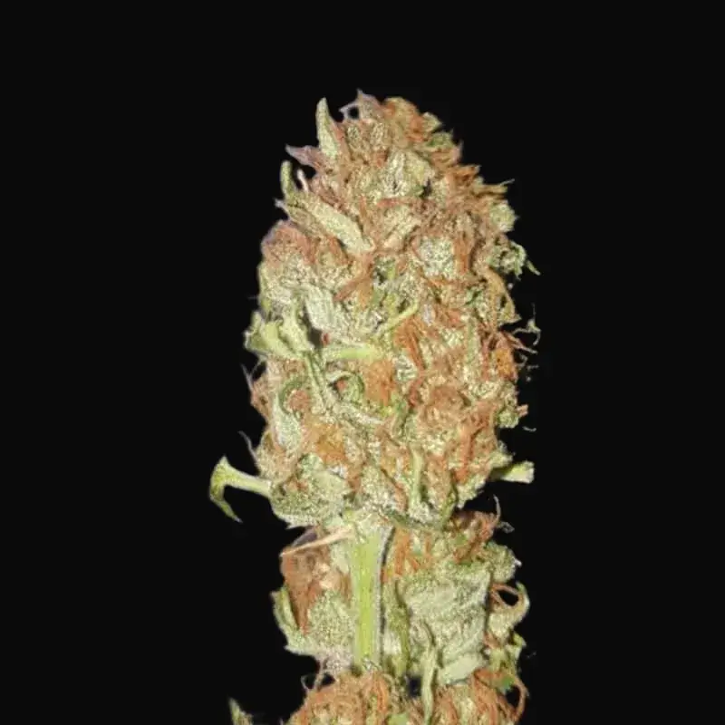 Auto Psychedelic