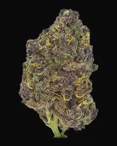 TB Purple CBD Auto