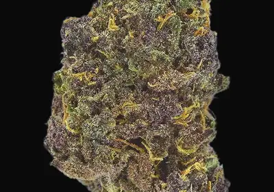 TB Purple CBD Auto