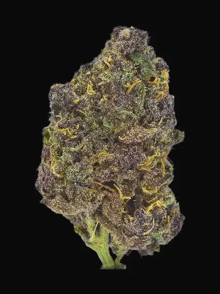 TB Purple CBD Auto