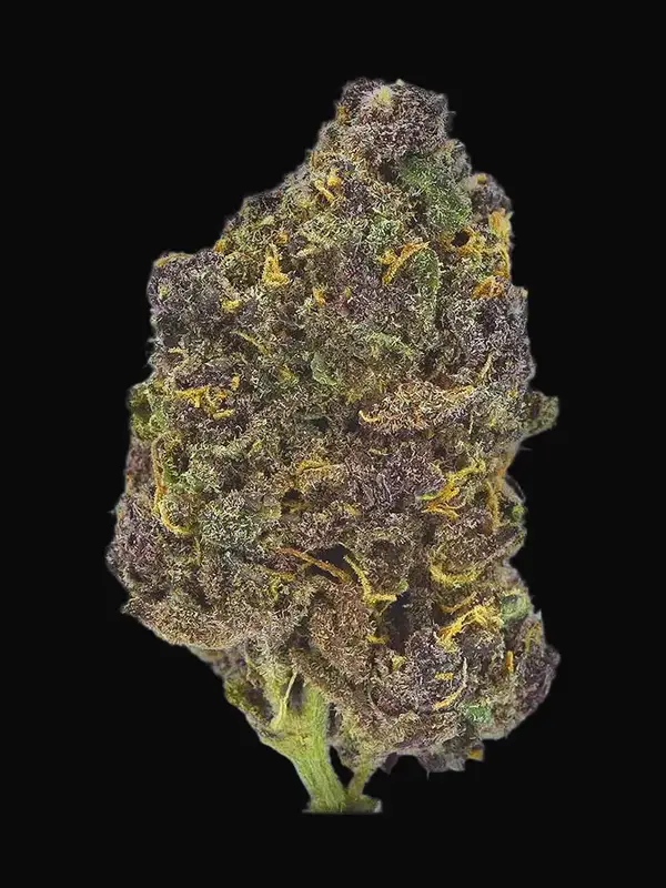 TB Purple CBD Auto