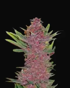 Auto Purple Glam Kush