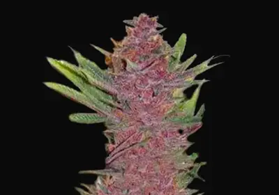Auto Purple Glam Kush