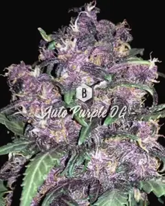 Auto Purple OG