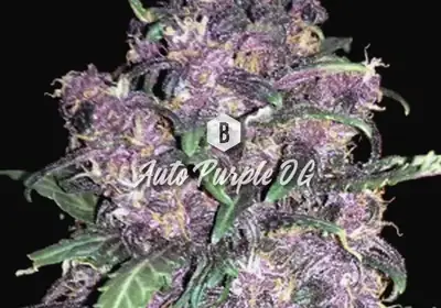 Auto Purple OG