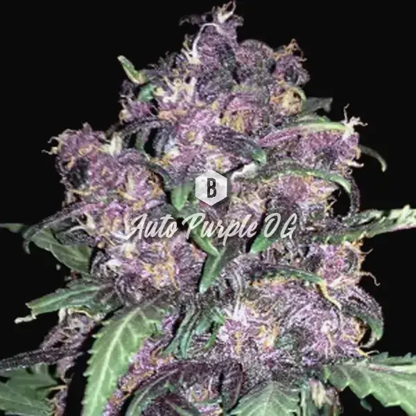 Auto Purple OG