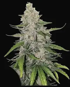 Auto Purple OG Punch