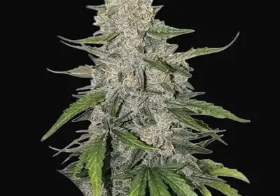 Auto Purple OG Punch