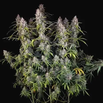 Auto Purple OG Punch — zdjęcie 4
