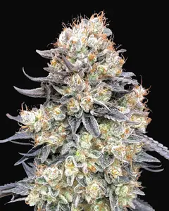 Auto Purple Punch