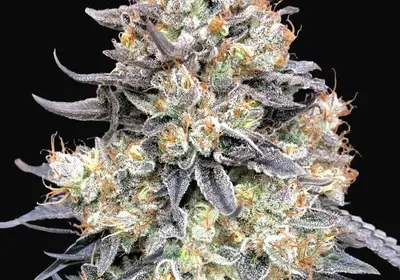 Auto Purple Punch