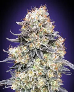 Auto Purple Punch