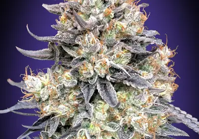 Auto Purple Punch
