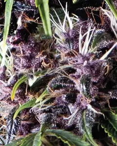 Auto Purple