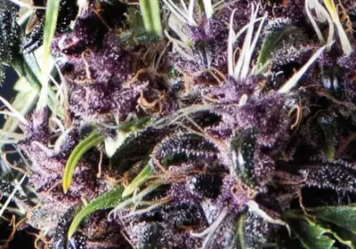 Auto Purple