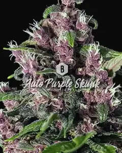 Auto Purple Skunk