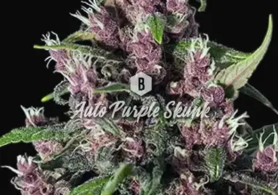 Auto Purple Skunk