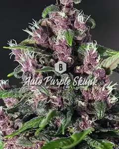 Auto Purple Skunk