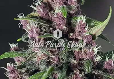 Auto Purple Skunk