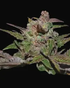 Purple Wreck Auto