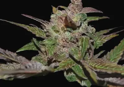 Purple Wreck Auto
