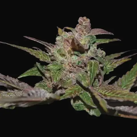 Purple Wreck Auto