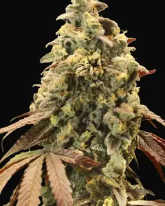 Auto Rainbow Sherbet 11