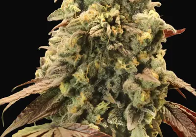 Auto Rainbow Sherbet 11