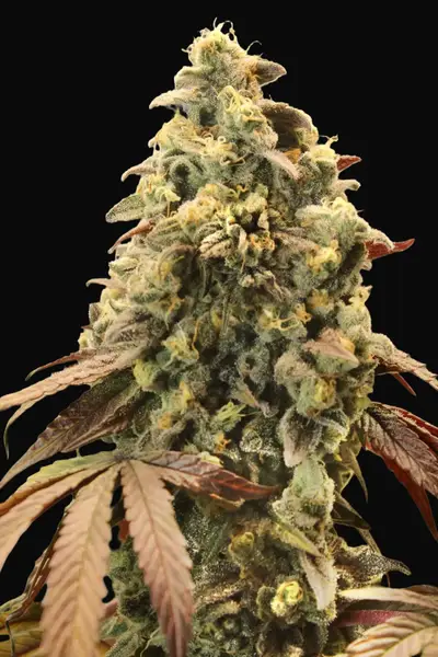 Auto Rainbow Sherbet 11