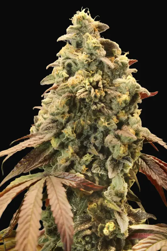 Auto Rainbow Sherbet 11