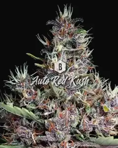Auto Red Kush