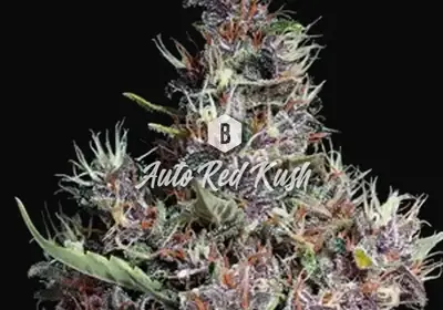 Auto Red Kush