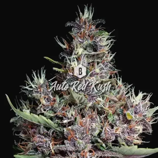 Auto Red Kush