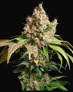 Auto Red Tropicana Cookies