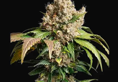 Auto Red Tropicana Cookies