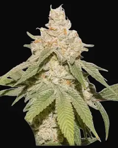 Auto SFV OG