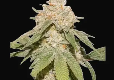 Auto SFV OG