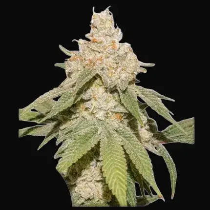 Auto SFV OG