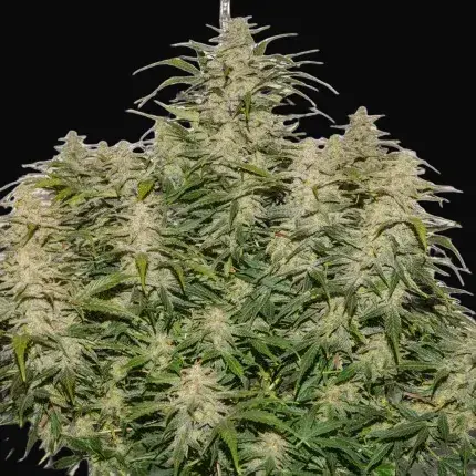 Auto SFV OG — zdjęcie 5