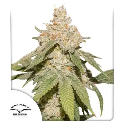 Auto SFV OG