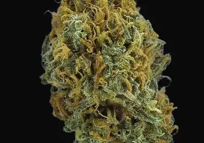 TB Skittlez Auto